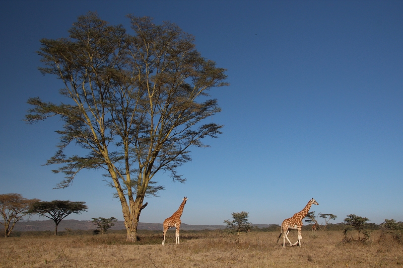 KeniaIMG_8701