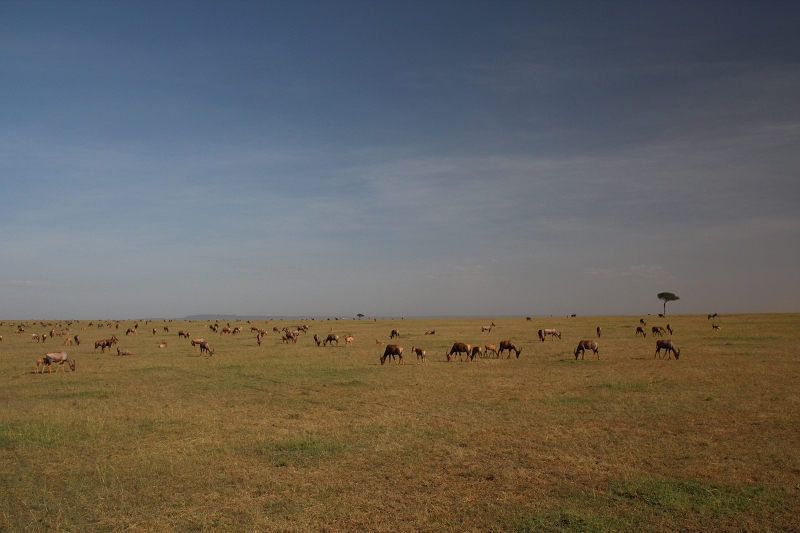 Masai_MaraIMG_9306