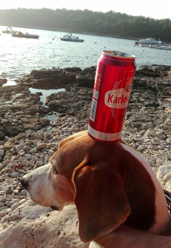 14372296_1328571457166650_2557612111194107923_o